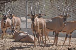 Al Ain Zoo