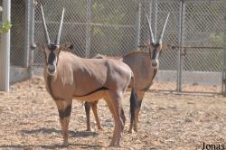 Al Ain Zoo