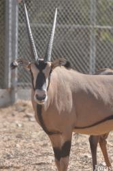 Al Ain Zoo