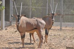 Al Ain Zoo