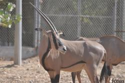 Al Ain Zoo