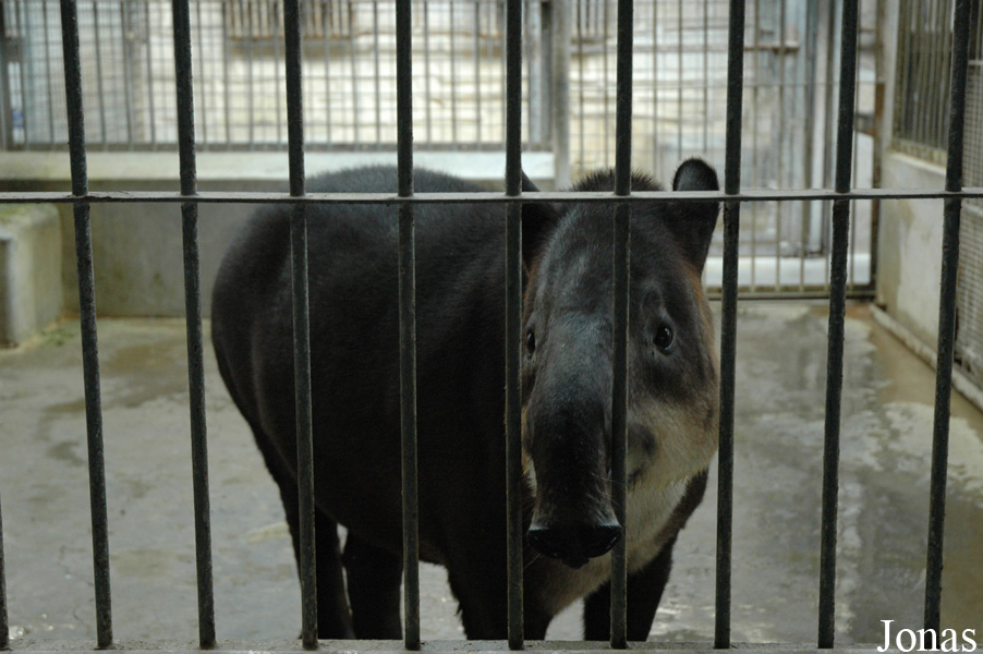 Beijing Zoological Gardens