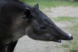 Tapirus bairdii