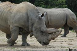 Safari de Peaugres