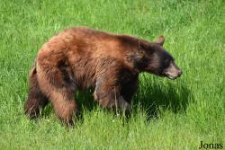 Ursus americanus