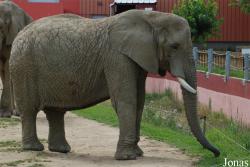 Safari de Peaugres