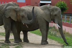 Safari de Peaugres