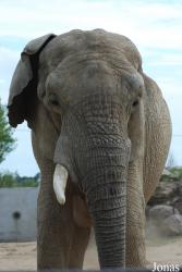Safari de Peaugres