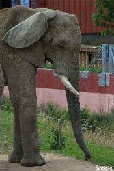Safari de Peaugres