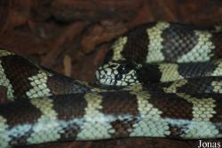 Lampropeltis getula californiae
