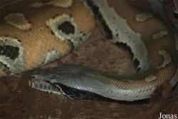 Python curtus