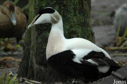 Somateria mollissima