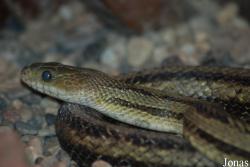 Elaphe obsoleta