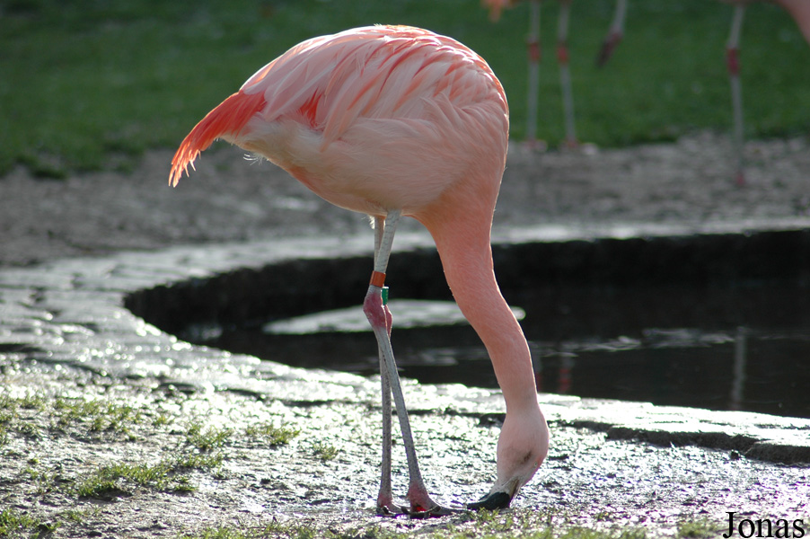 Zoologischer Garten Karlsruhe