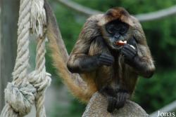 Ateles geoffroyi ornatus