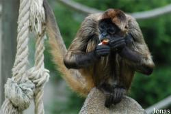 Safari de Peaugres