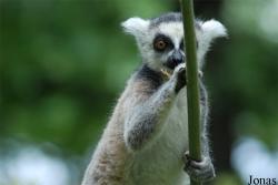 Safari de Peaugres