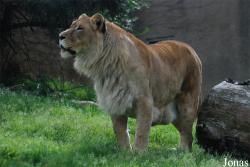 Espace Zoologique de St-Martin la plaine
