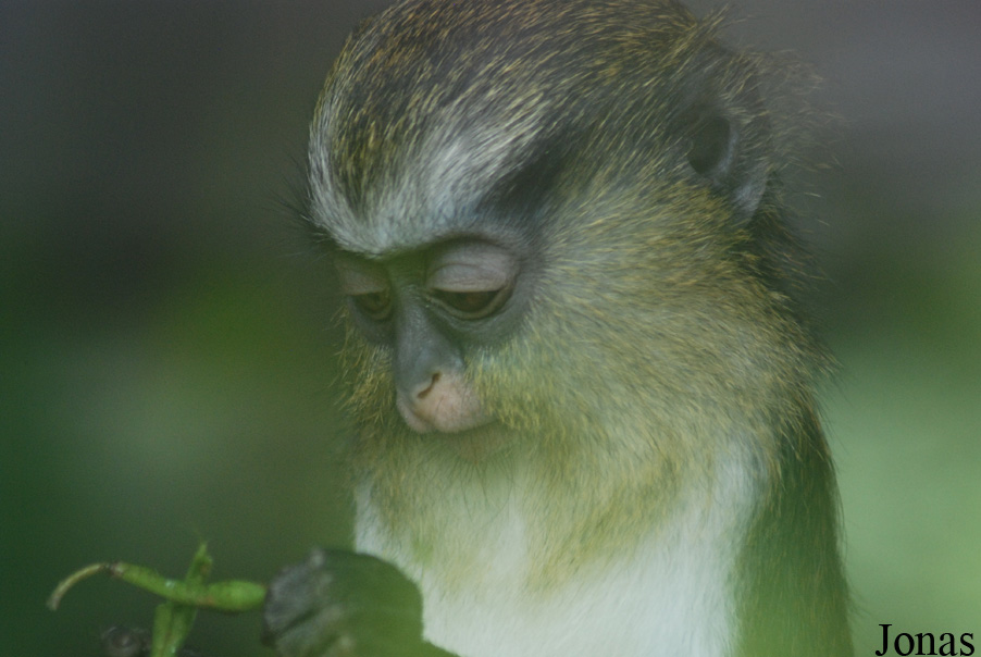 Espace Zoologique de St-Martin la plaine
