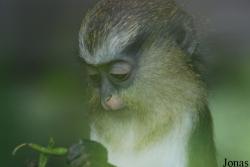 Espace Zoologique de St-Martin la plaine