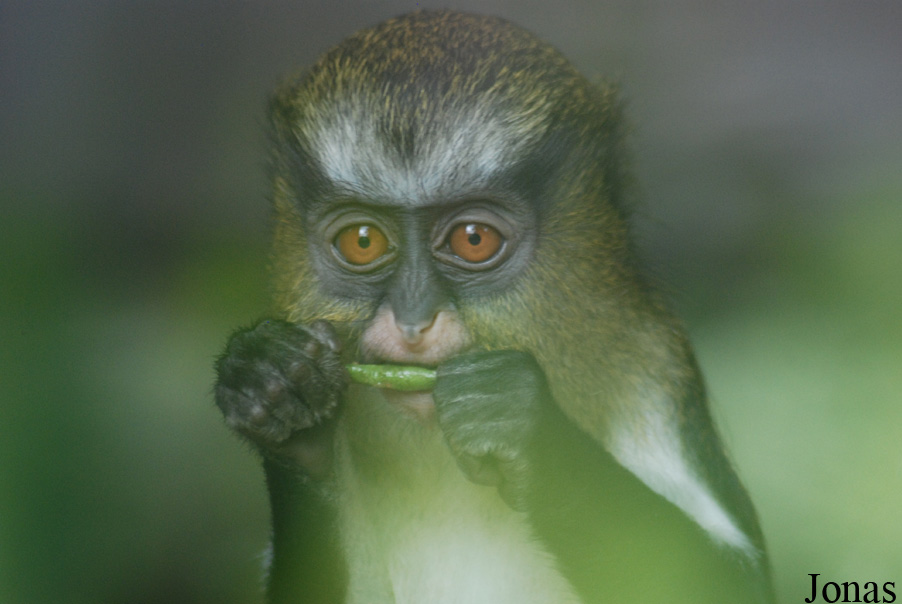 Espace Zoologique de St-Martin la plaine