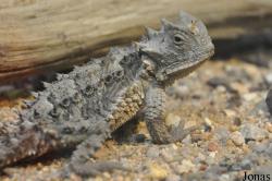 Phrynosomatidae