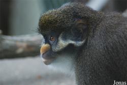 Espace Zoologique de St-Martin la plaine