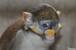 Cercopithecus ascanius whitesidei