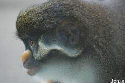 Espace Zoologique de St-Martin la plaine