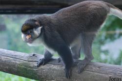 Espace Zoologique de St-Martin la plaine