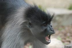Lophocebus albigena albigena