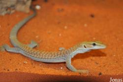 Varanus tristis orientalis