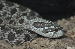 Heterodon nasicus