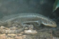 Beijing Zoological Gardens