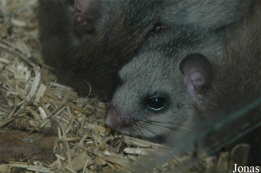 Parc Animalier et Château de Moidière