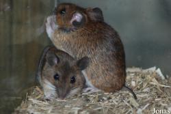 Apodemus flavicollis