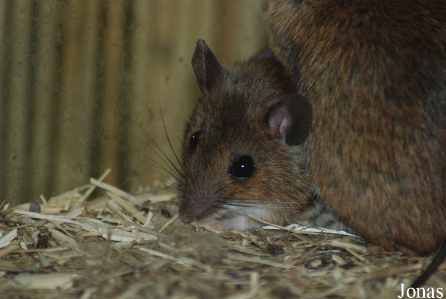 Parc Animalier et Château de Moidière