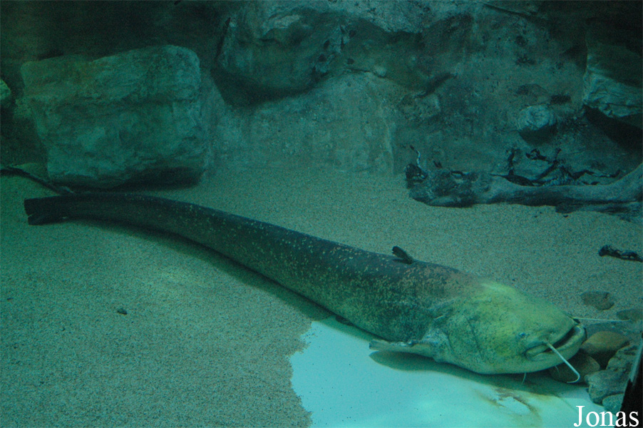 Aquarium du Grand Lyon