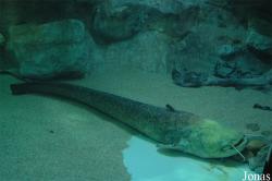 Aquarium du Grand Lyon