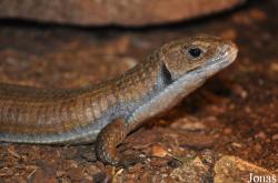 Gerrhosauridae