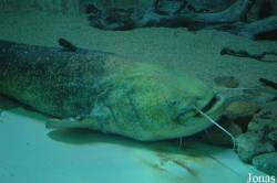 Siluridae