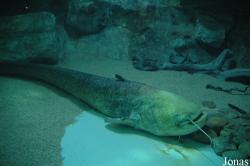 Aquarium du Grand Lyon