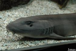 Aquarium du Grand Lyon