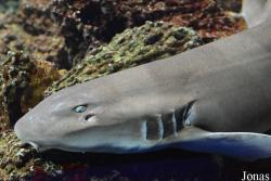 Hemiscylliidae