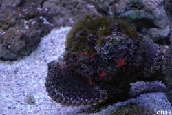 Aquarium du Grand Lyon