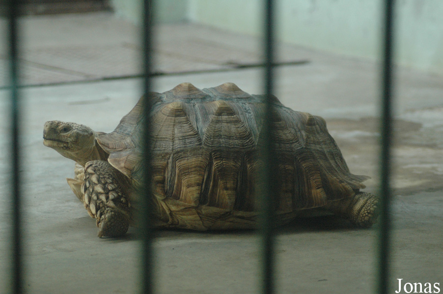 Beijing Zoological Gardens