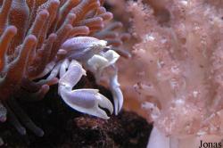 Porcellanidae