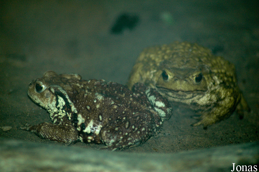 Beijing Zoological Gardens
