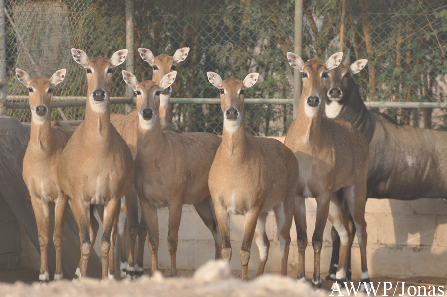 Al Wabra Wildlife Preservation