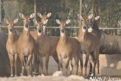 Al Wabra Wildlife Preservation
